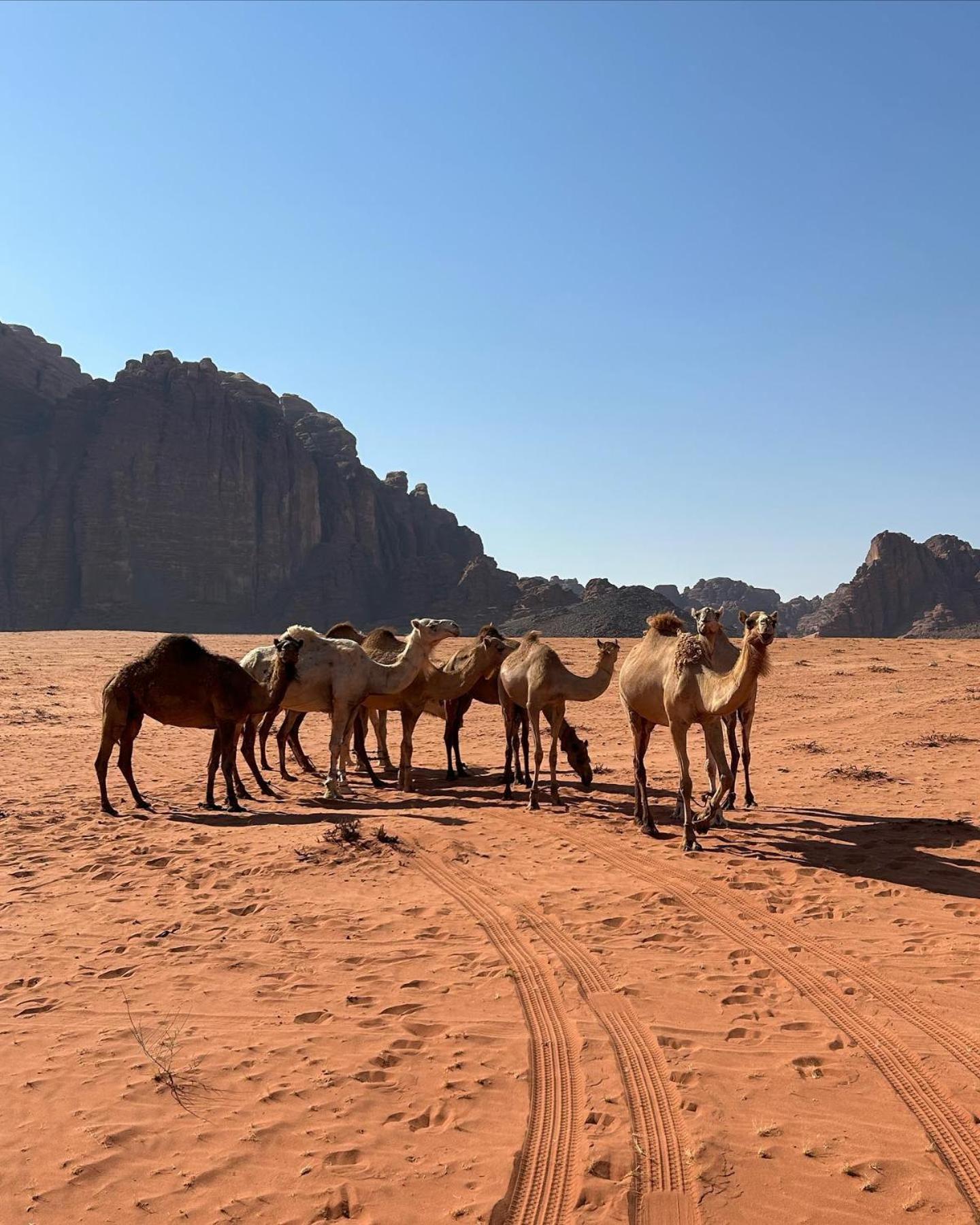 Flower Life Camp Wadi Rum Exteriér fotografie